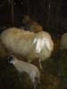 Schafe an der Krippe