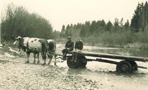Ochsengespann in der Furt durch die Wertach, 1953